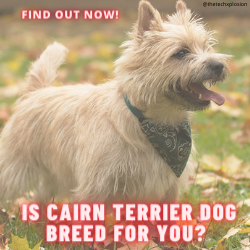 Cairn Terrier Dog Breed